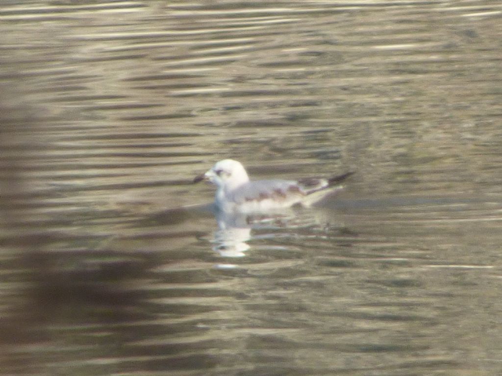 Gabbiano corallino (Larus melanocephalus )